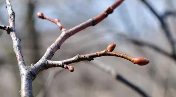 https://ognikubani.ru/wp-content/uploads/2021/03/post_5a46763fd0914