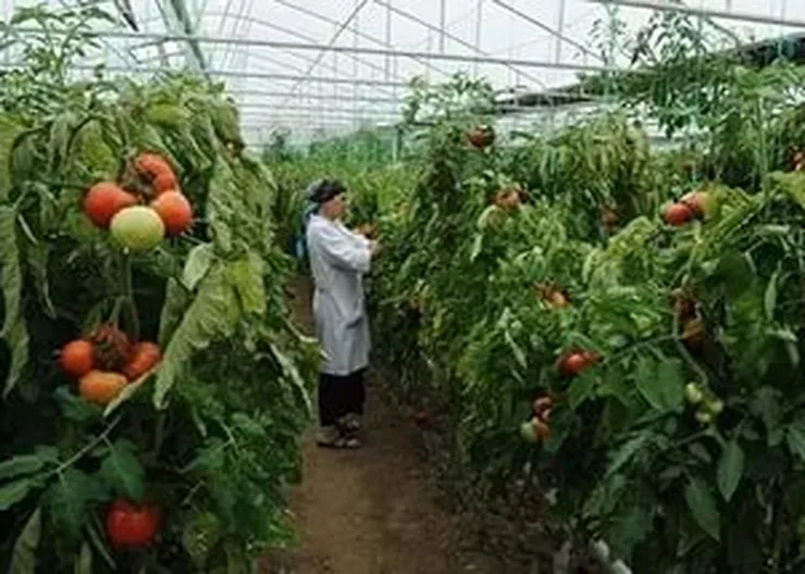 http://www.ognikuban.tw1.ru/wp-content/uploads/2016/03/devizion555i