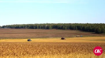Дожди приостановили уборку кукурузы