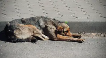 https://ognikubani.ru/wp-content/uploads/2023/07/photo_5267503576245193392_y-1