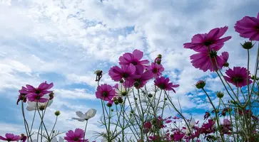https://ognikubani.ru/wp-content/uploads/2023/07/cosmos-rozovye-nebo-solntse-leto-field-summer-pole-pink-fl-2