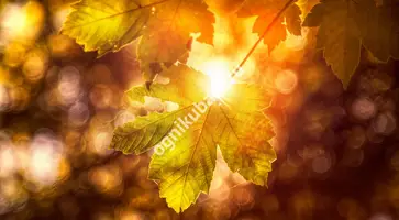 https://ognikubani.ru/wp-content/uploads/2019/11/Autumn_Closeup_Foliage_449129
