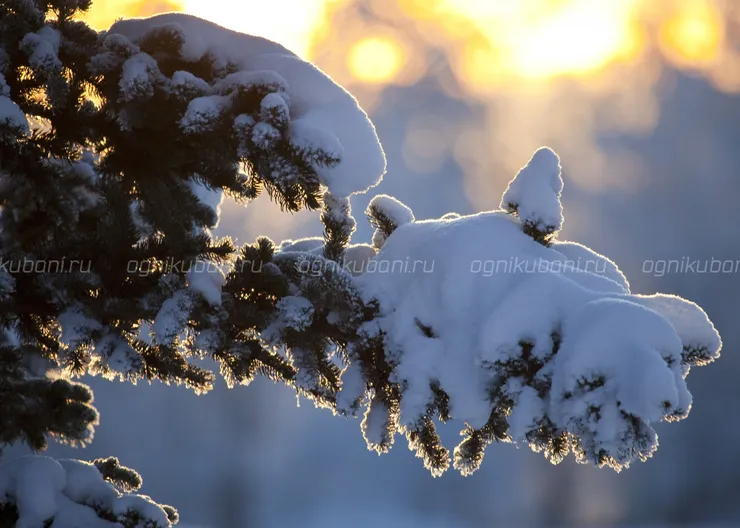 https://ognikubani.ru/wp-content/uploads/2020/02/zima-derevo-vetka-sneg-solnce