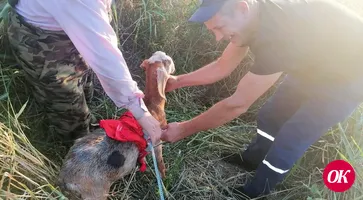 В станице Казанской козлик Пик провалился в колодец