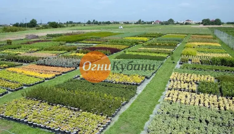 https://ognikubani.ru/wp-content/uploads/2019/10/i_11111