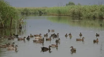 https://ognikubani.ru/wp-content/uploads/2021/08/ognikubani.ru-49