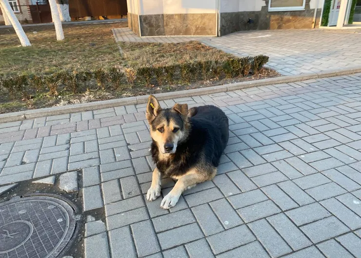 https://ognikubani.ru/wp-content/uploads/2023/08/photo_2023-01-27_09-21-39