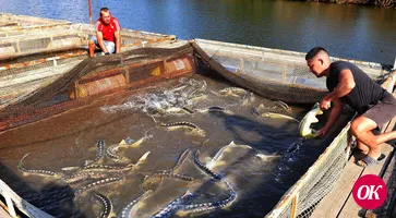 Развитие аквакультуры в Краснодарском крае помогает сохранить символ богатства и щедрости России — осетровые породы рыб