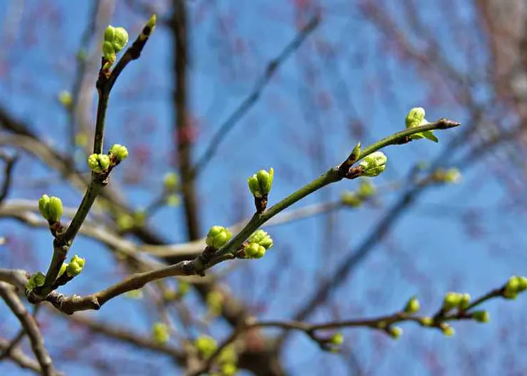 https://ognikubani.ru/wp-content/uploads/2021/03/67849_6007f2f51f0a1f8b1ccd4424eae68a32337c6353