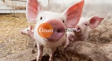 https://ognikubani.ru/wp-content/uploads/2019/10/загружено