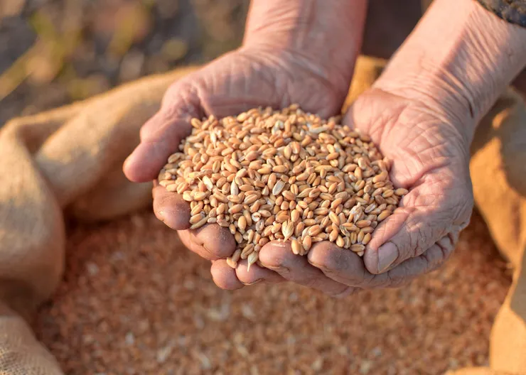 https://ognikubani.ru/wp-content/uploads/2020/07/Grain-in-hands
