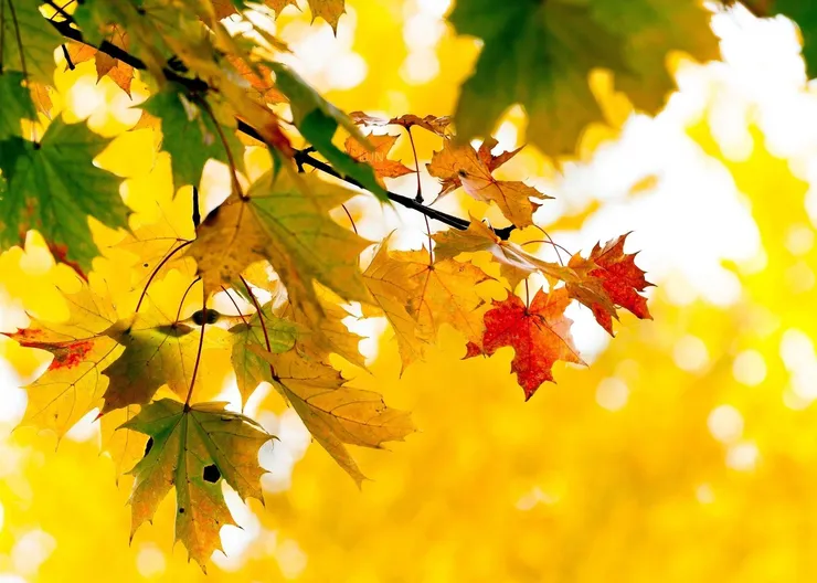 https://ognikubani.ru/wp-content/uploads/2023/10/1675414249_gas-kvas-com-p-fonovii-risunok-na-rabochii-stol-na-ves-ek-32