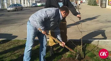 В Кропоткине высадили 175 саженцев деревьев