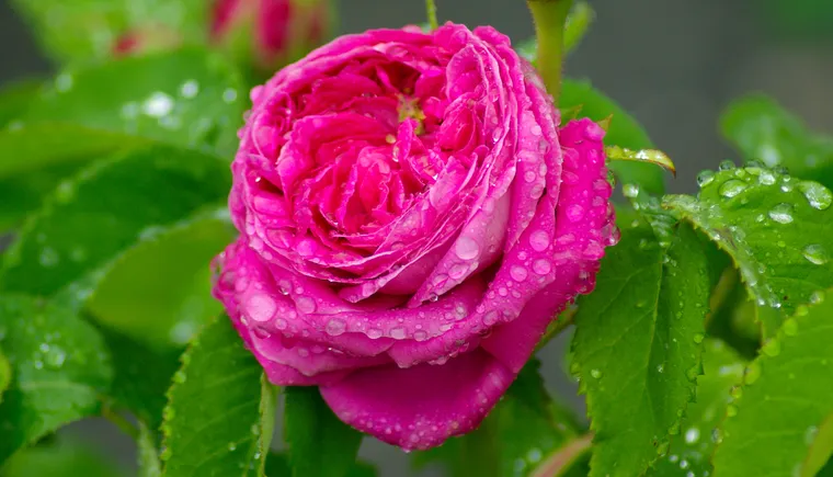 https://ognikubani.ru/wp-content/uploads/2023/06/dew-plant-flower-petal-rose-pink-flora-petals-floribunda-macro-photography-blossomed-flowering-plant-garden-roses-rose-family-plant-stem-land-plant-rosa-centifolia-rose-order-733776