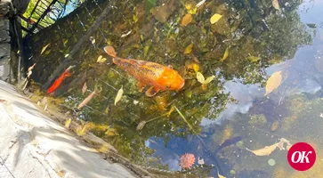Декоративные сазаны, которые вот уже несколько лет живут в городском парке культуры и отдыха, увы, становятся добычей местных жителей