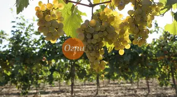 https://ognikubani.ru/wp-content/uploads/2019/09/45f712b486a058387ff5172f29889c24