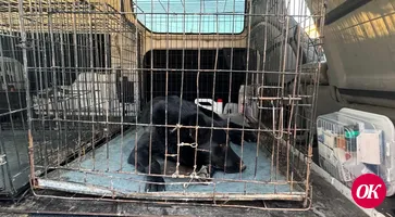 В Кавказском районе идет отлов бездомных собак. Обсудим их будущее…