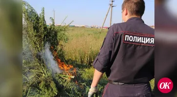 Правоохранители уничтожили 1260 кустов дикорастущей конопли и 17 кустов дикорастущего мака
