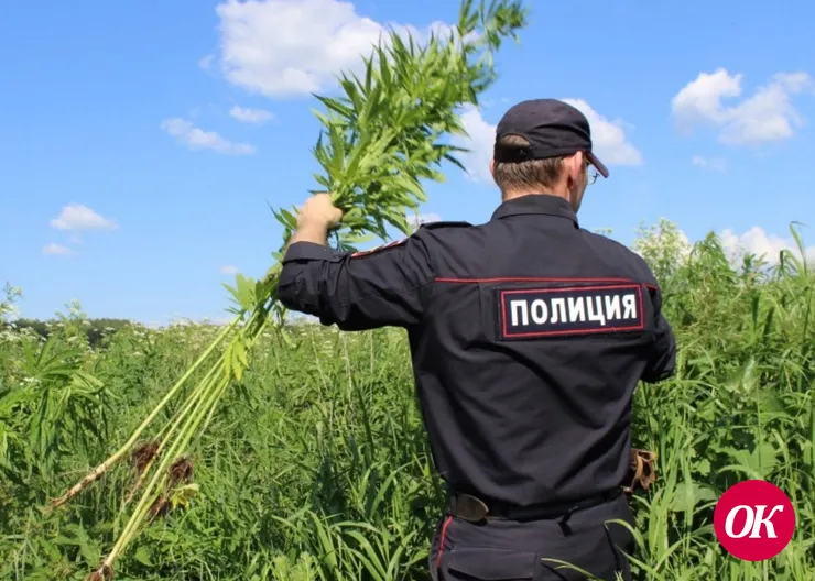 Полицейские изъяли 360 граммов марихуаны. Во время рейда уничтожено 3754 куста дикорастущего растения конопля