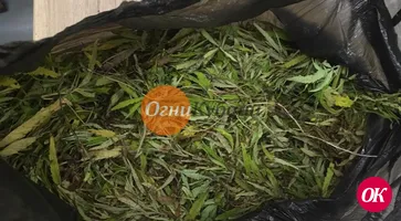 В Армавире сотрудники транспортной полиции изъяли из незаконного оборота наркотическое средство