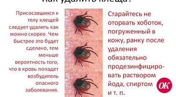 Если впился клещ