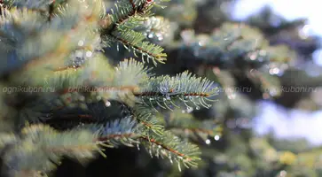 https://ognikubani.ru/wp-content/uploads/2019/12/390734