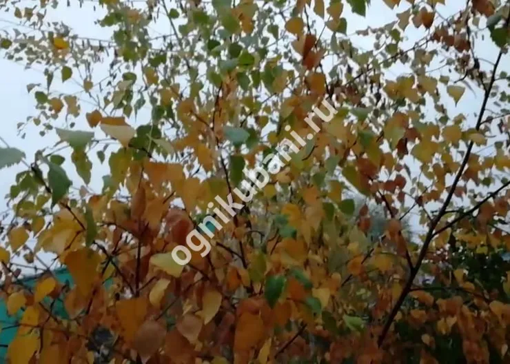 https://ognikubani.ru/wp-content/uploads/2019/10/WhatsApp-Image-2019-10-30-at-09.38.52