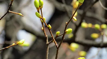 https://ognikubani.ru/wp-content/uploads/2021/03/yeLMp7QcLRzti5o2A2KNVR37AEwxVpowcKZINHH7