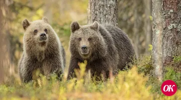 В Сочи два диких медведя насмерть задрали 11-летнего ребенка