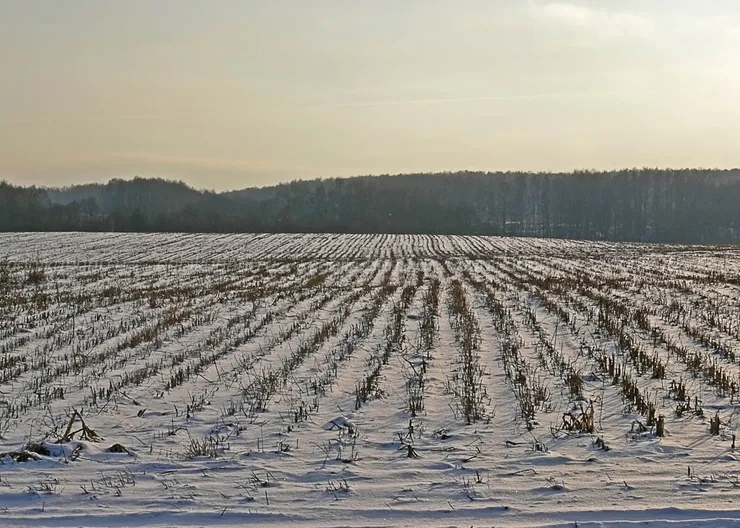 https://ognikubani.ru/wp-content/uploads/2019/12/R1_03_Snow_corn_field_SAE_20071202