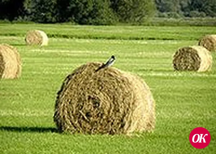 Сельский час
