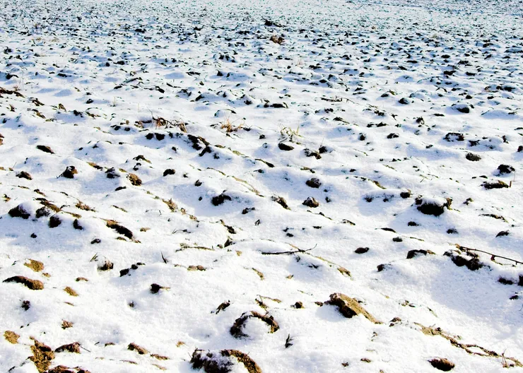 https://ognikubani.ru/wp-content/uploads/2023/03/snowfield_1