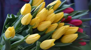 https://ognikubani.ru/wp-content/uploads/2022/03/ognikubani.ru-3-7