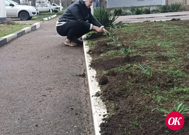 Нарциссы и тюльпаны высадили на клумбах поселка Мирского