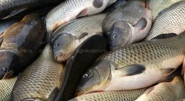 https://ognikubani.ru/wp-content/uploads/2020/02/927f5348c47aba8b123229110e87daf49f050432
