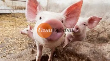 https://ognikubani.ru/wp-content/uploads/2019/10/загружено