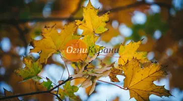https://ognikubani.ru/wp-content/uploads/2019/10/ruduo-vilniuje-78915451