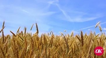 Науки сельхозников питают