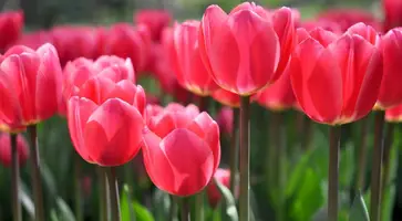 https://ognikubani.ru/wp-content/uploads/2020/05/Mothers-Day-lunch