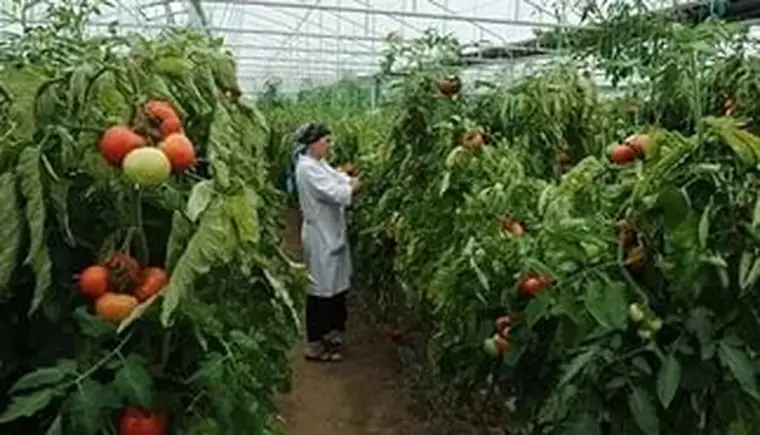 http://www.ognikuban.tw1.ru/wp-content/uploads/2016/03/devizion555i