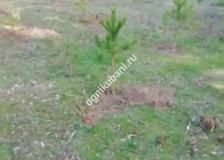 https://ognikubani.ru/wp-content/uploads/2019/10/WhatsApp-Image-2019-10-28-at-09.05.37