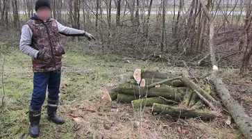 https://ognikubani.ru/wp-content/uploads/2020/03/Нарушитель-и-спиленные-деревья