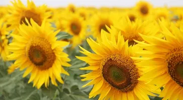 https://ognikubani.ru/wp-content/uploads/2022/11/articles.20160524-sunflower-as-stubble-crop.00