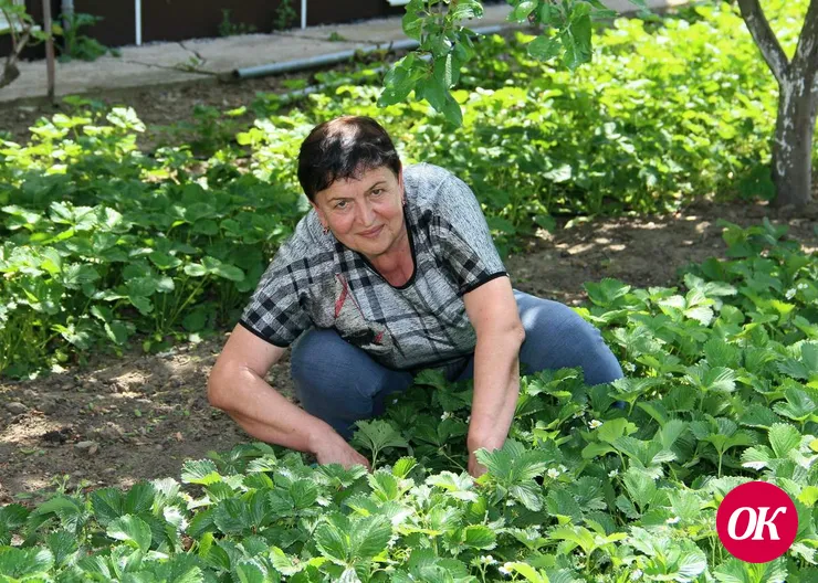 Учительница из станицы Кавказской занялась красивым и полезным бизнесом: выращивает рассаду и ягоды клубники