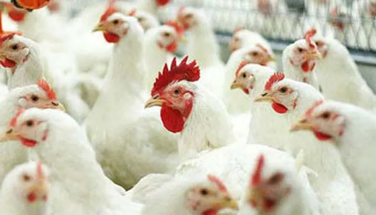 http://www.ognikuban.tw1.ru/wp-content/uploads/2016/05/poultry_chechen_region