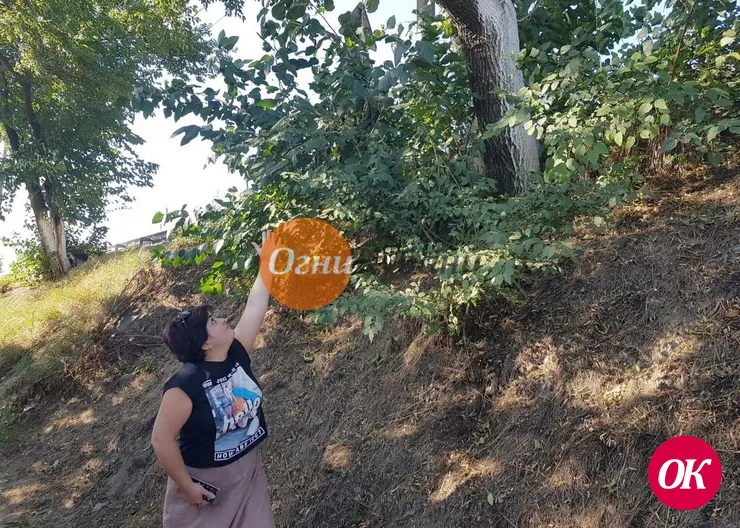 Жительница Кропоткина требует обрезать аварийные деревья