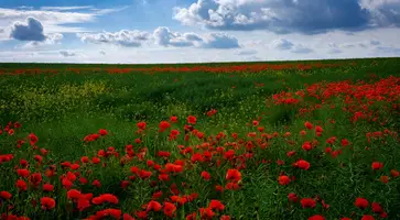 https://ognikubani.ru/wp-content/uploads/2020/06/ws_Great_Poppy_Field__Cloudy_Sky_1920x1200