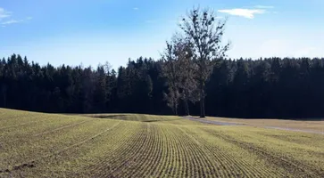 https://ognikubani.ru/wp-content/uploads/2022/04/ognikubani.ru-2-1