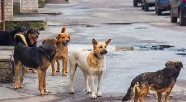 https://ognikubani.ru/wp-content/uploads/2021/05/img52665171-5122242