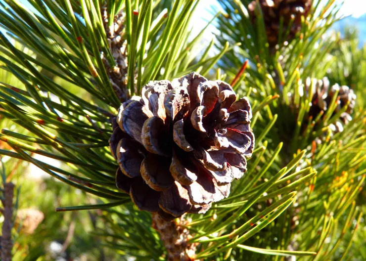 https://ognikubani.ru/wp-content/uploads/2020/10/tree-nature-branch-plant-leaf-flower-pine-evergreen-botany-fir-flora-conifer-tap-spruce-larch-ecosystem-macro-photography-mountain-pine-pine-family-woody-plant-land-plant-arecales-conifer-cone-1157339